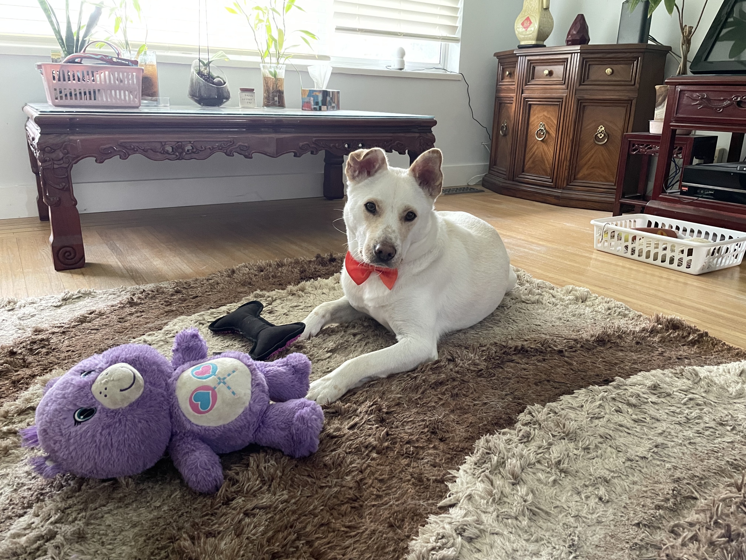 Kobe laying down with his toys, wearing a bowtie