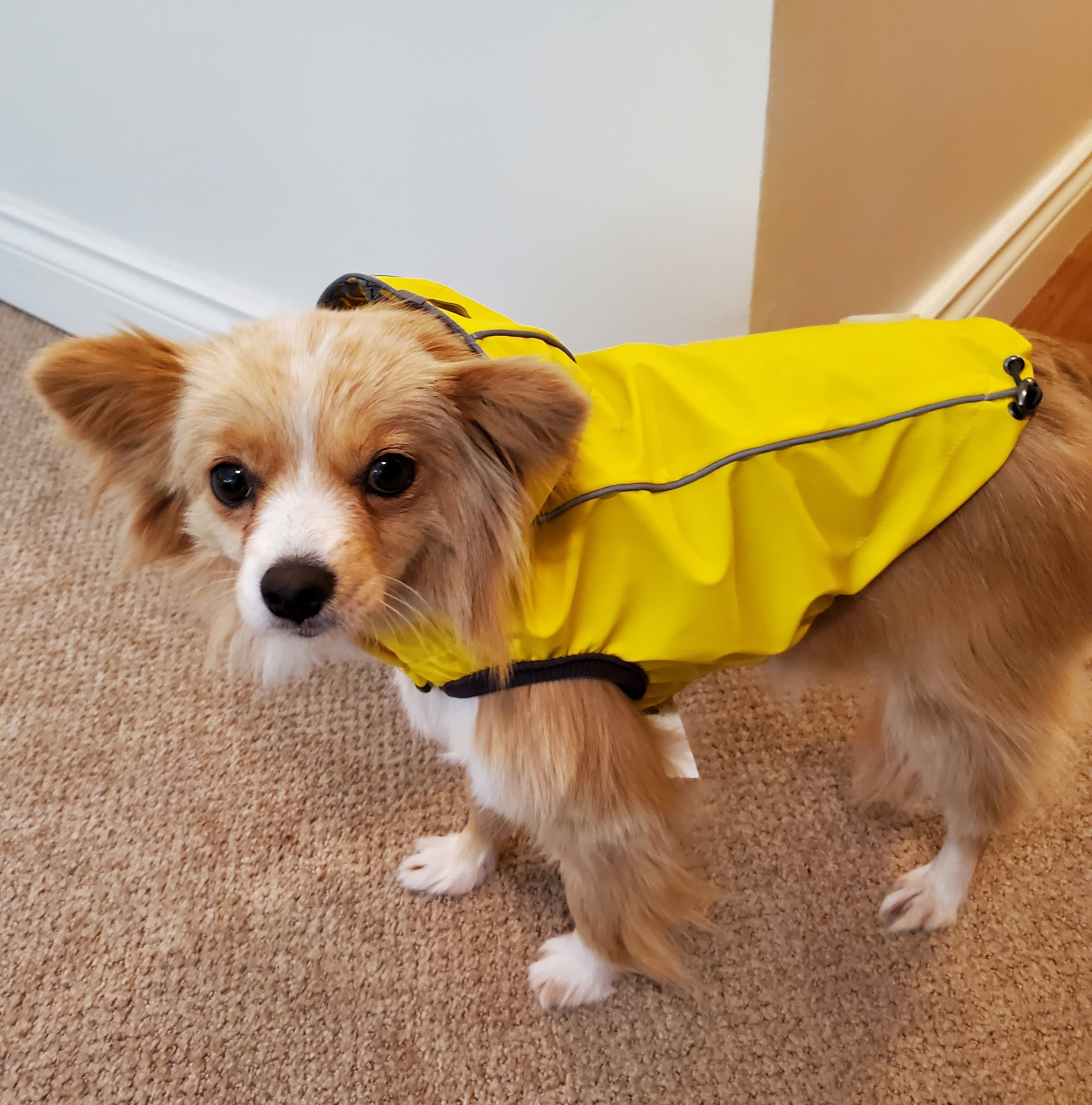 Minnow wearing a yellow raincoat to stay dry